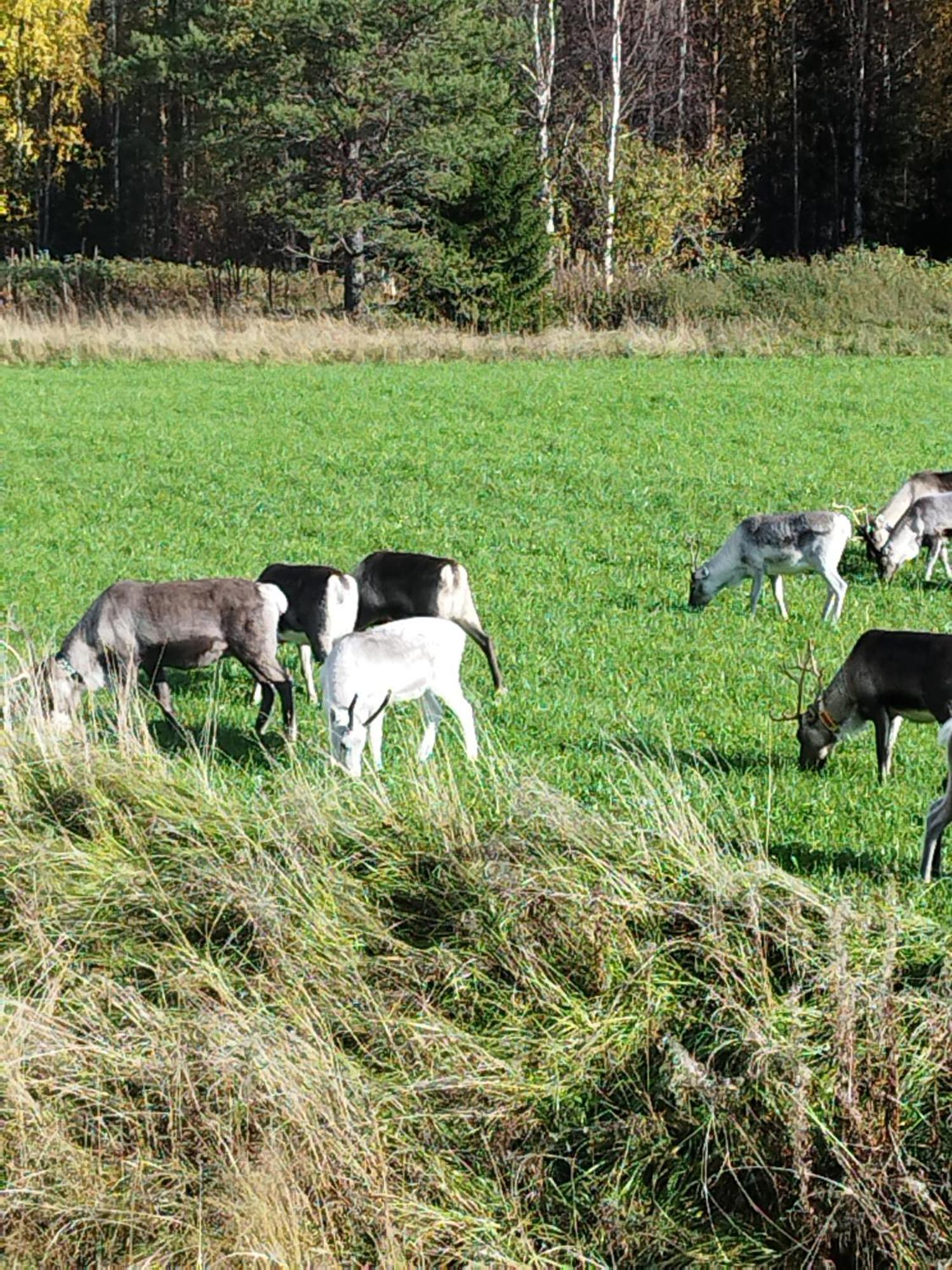 Arctic Ranch Villa Överkalix Eksteriør bilde