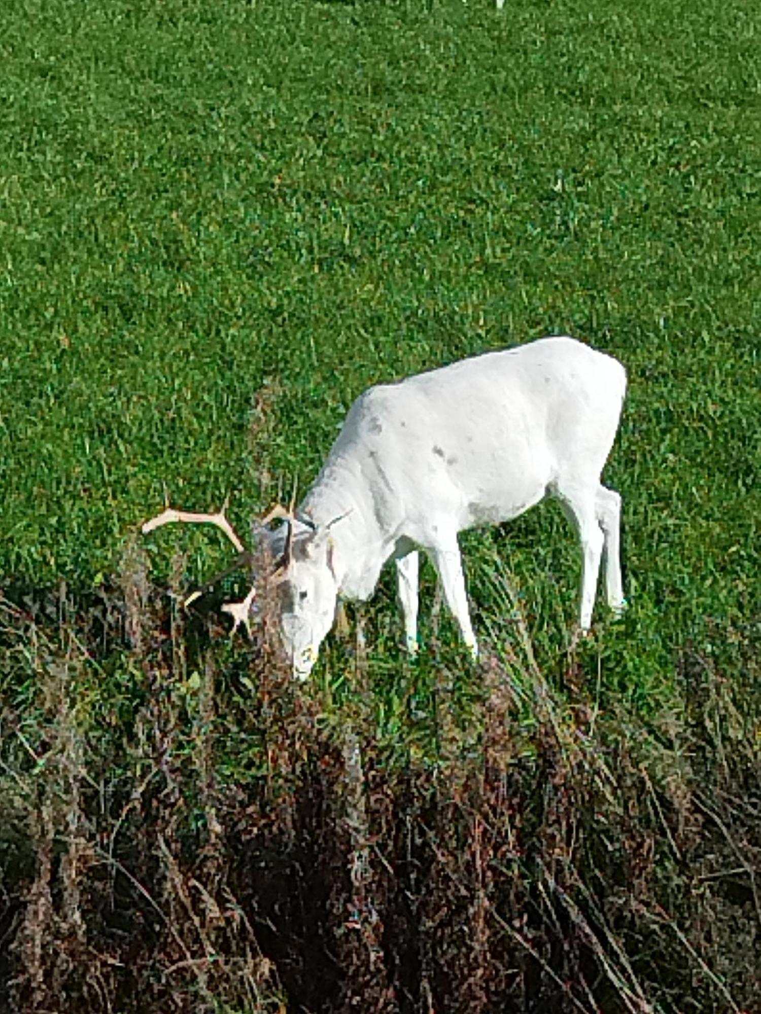Arctic Ranch Villa Överkalix Eksteriør bilde
